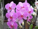 24  Orchids